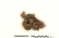 藏品(疣葉白髮苔)的圖片